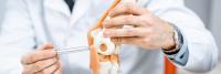 Orthopedic Surgeon demonstrates knee anatomy with plastic model.
